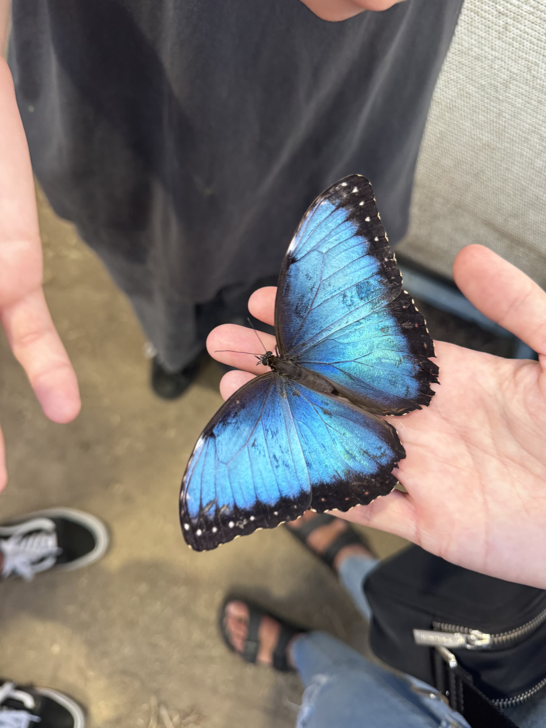 Atlas moth being pinned on spreading board