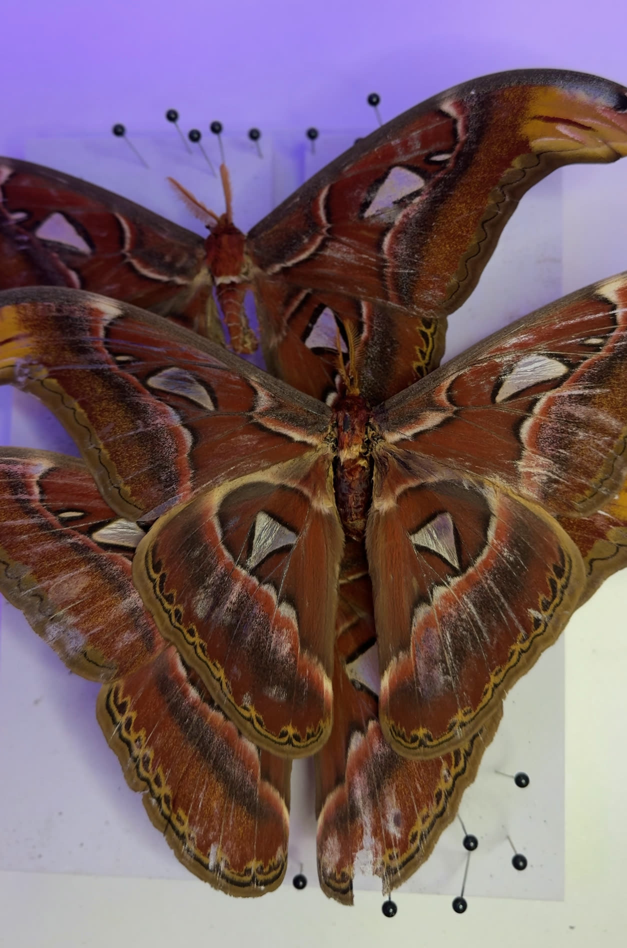 Atlas moth being pinned — Pretty Dead Things