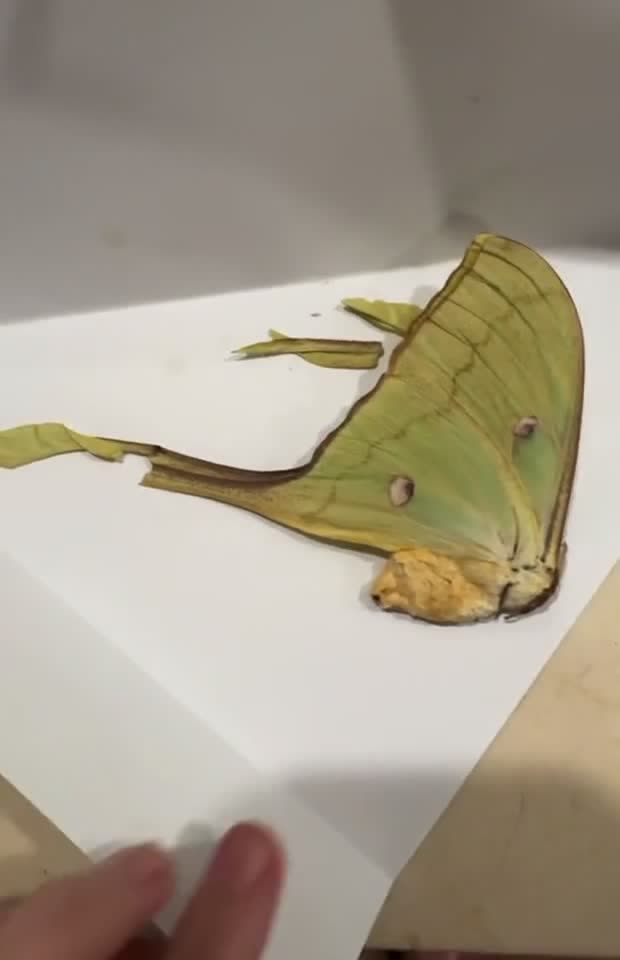 Damaged luna moth from bad supplier