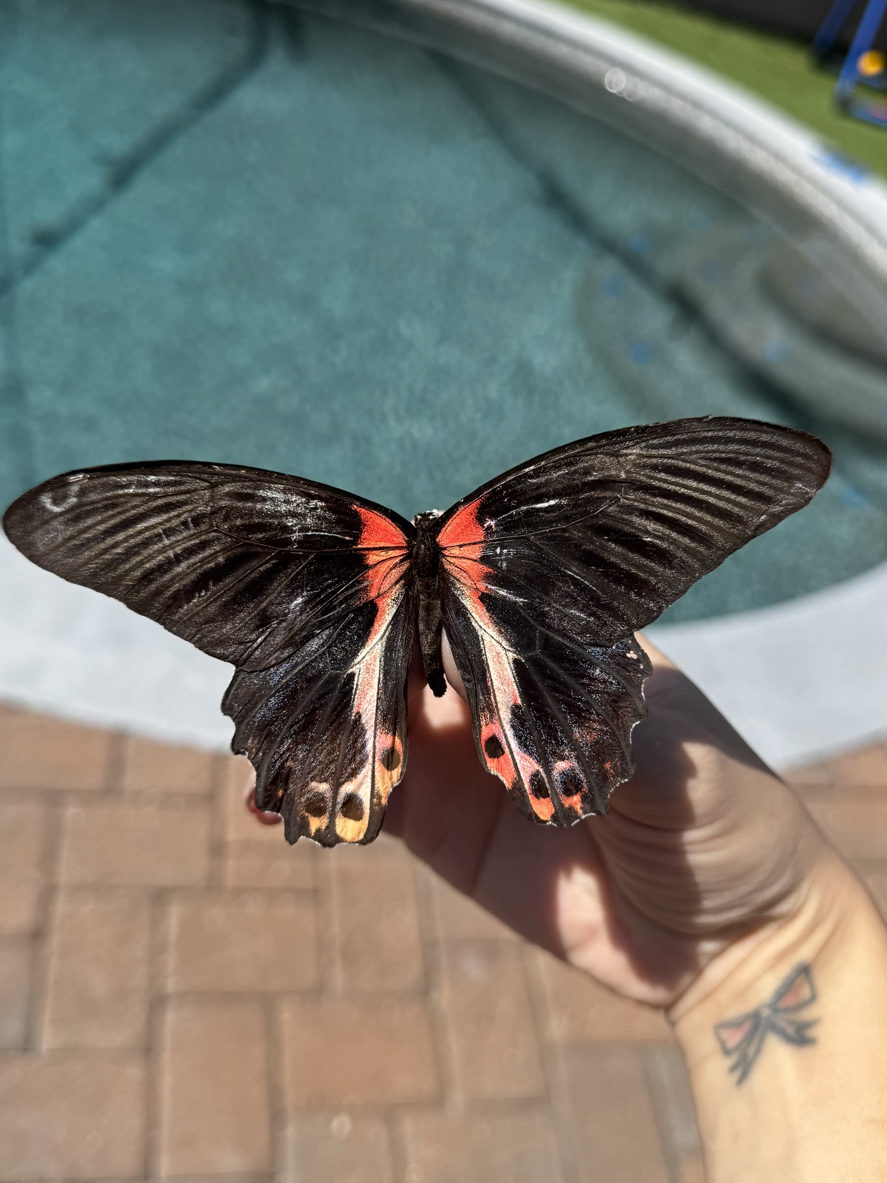 Rae with butterfly — Pretty Dead Things